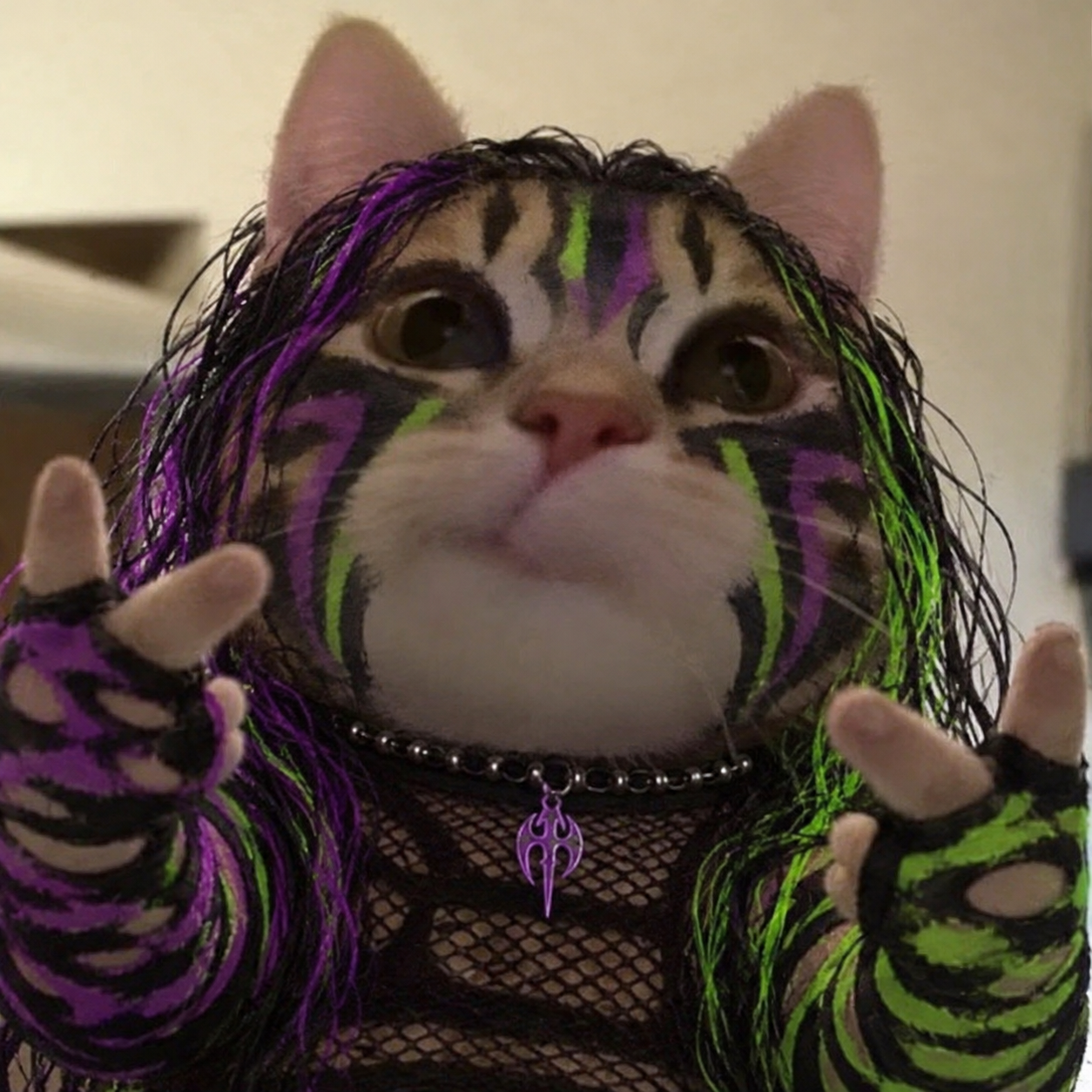 Jeff Catdy, neon wrestling cat